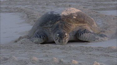 Green turtle making its way up the beach. Slowly in gentle light