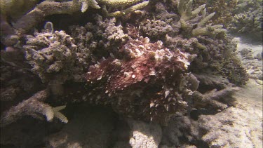 Octopus swimming leaving camouflage and moving away