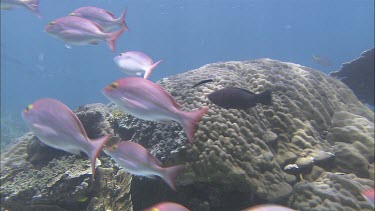 School of pinkish fish, swimming, turning together, swimming in formation.