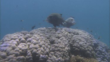 Many spotted sweetlips fish pair couple swimming over coral reef.