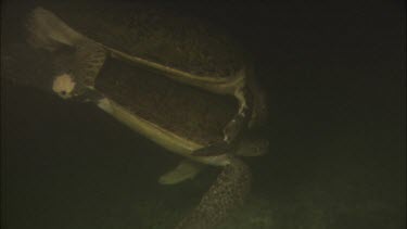 Green turtles mating underwater