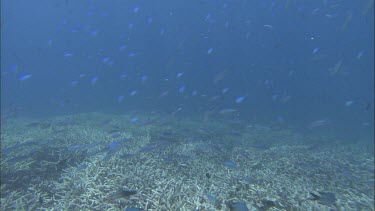 School of silvery fish.