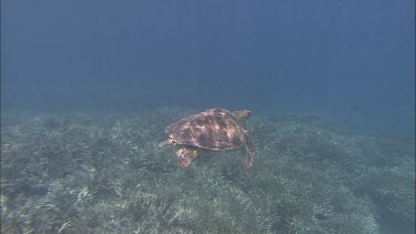 Swimming with green turtle through schools of silvery fish over staghorn coral. Swimming through dappled sunlight. Rays or beams of sunlight piercing filtering through the water.