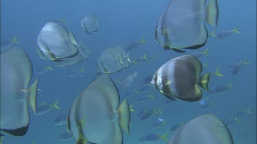 Orbicular batfish, round batfish school with school of white or silver trevally in background.