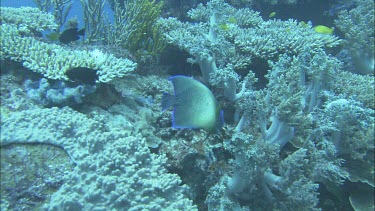 half-circled angelfish, blue angelfish swimming under coral reef ledge for shelter. Soft coral