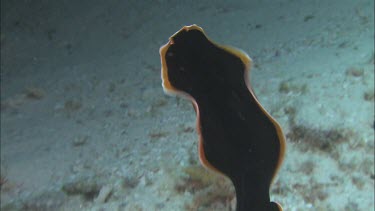 Hancock Flatworm. Soft bodied invertebrate animal. Dancing through the water. Black body with orange or tan and white fringe.  Undulating