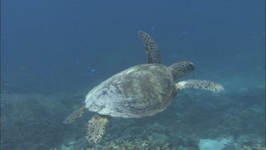 Green Turtle swimming over coral.