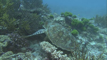 Green turtle swimming coral reef
