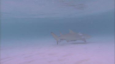 Reef shark and remoras in very shallow waters, could be close to a beach
