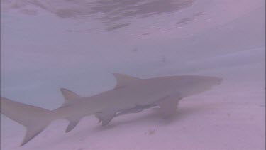 Reef shark and remoras in very shallow waters, could be close to a beach. Swims away quickly, condusion, bubbles. Sudden movement