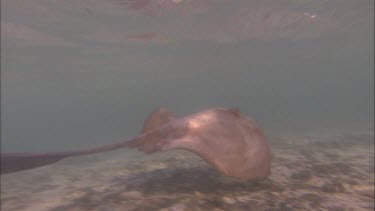 Large round stingray or bull ray in very shallow waters, could be close to a beach. Sandy ocean floor, seabed.  Dappled sunlight filtering through water, shadows. Could be a banana tail ray.