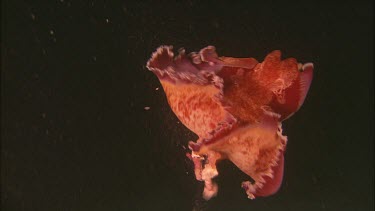 Spanish dancer nudibranch swimming through dark waters. Excreting. Undalating