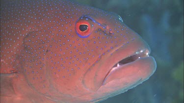 Blue-spotted Grouper,  Argus Grouper, Peacock Rockcod. Pair with irridescent blue spots on orangish body. Swimming around coral.