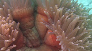 Leathery sea anenome tentacles waving in current. See columns of anenome.