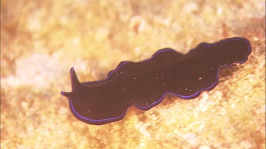 Black flatworm with blue margin. Called a Sapphire flatworm