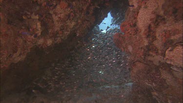 Large school of tiny red fish taking on same colour as surrounding red corals for extra protection. Cave. Chromatophores.