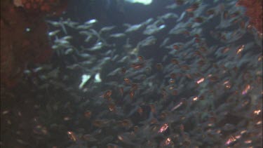 School of little shiney red silver fish.