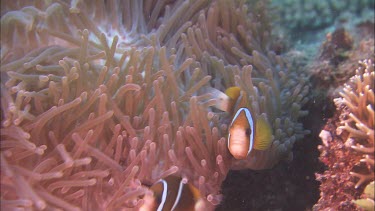 Anenomefish in anenome. Barrier Reef Anenomefish