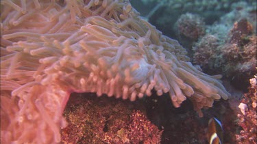 Anenomefish in anenome. Barrier Reef Anenomefish. Anenome filter feeding.