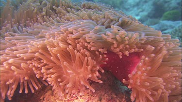 Anenome close up and medium shot.