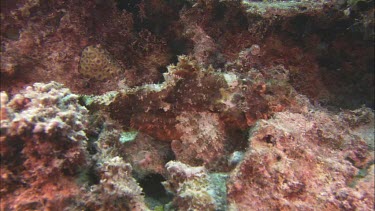 Stone fish camouflage against rock and coral.