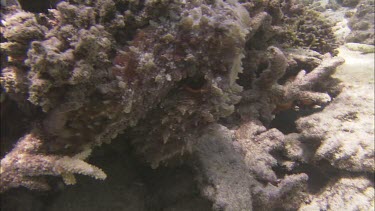 Octopus camouflaging itself against coral