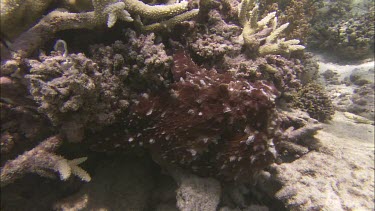 Octopus camouflage starting to swim