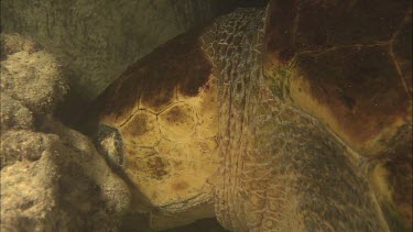 Loggerhead turtle sleeping underwater. It lodges its head between some rocks to keep it from floating away.