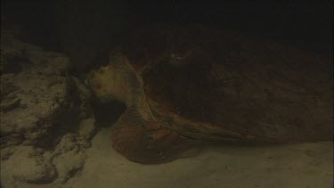 Loggerhead turtle sleeping underwater. It lodges its head between some rocks to keep it from floating away. Pan along body of turtle