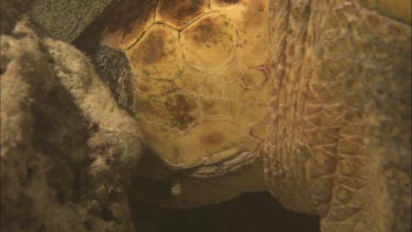 Loggerhead turtle sleeping underwater. It lodges its head between some rocks to keep it from floating away. It wakes up, yawns and slowly swims to the surface.
