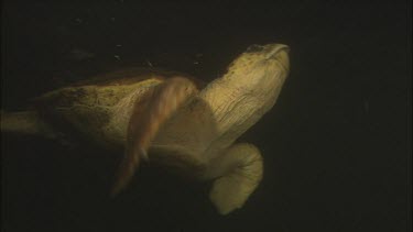 Turtle takes a breath at the surface, returns to the depths to continue sleepling.