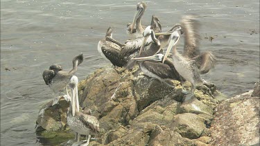 Pelicans busy port Ilo Peru. Preening.