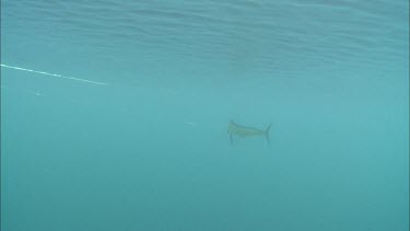 Mahi-Mahi fish caught on fishing line. Underwater. Deep sea fishing.