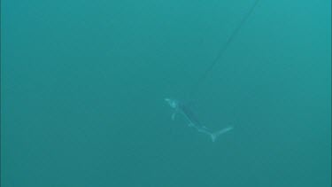 Shark caught on fishing line. Underwater. Deep sea fishing. Sports fishing. Looks like Mako Shark.