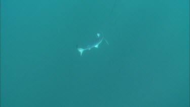 Shark caught on fishing line. Underwater. Deep sea fishing. Sports fishing. Looks like Mako Shark.
