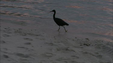Heron walking on beach shore