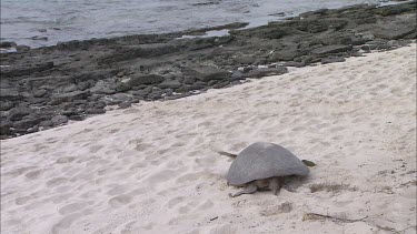 Green Turtle heading down sandy beach to ocean