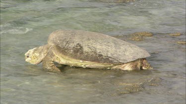 Green Turtle on rocky shore going into water