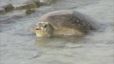 Green turtle lifting head to breathe, looking underwater for food or fish