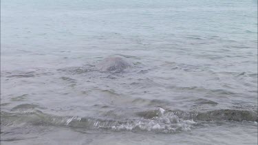 Green turtle heads off to sea, swims away