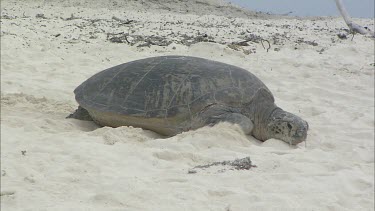Green turtle on sandy beach moving slowly