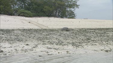 Green turtle on sandy beach moving slowly towards the sea, returning after egg laying.