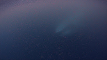Blue Whale feeding on Krill