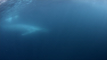 Blue whale swims by after feeding on krill