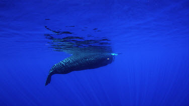 Great Sperm Whale shot with Douglas and Andrew Armour