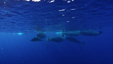 Sperm Whale social group on the surface - best