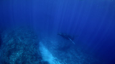 Humpback whales swim over coral reef in distance