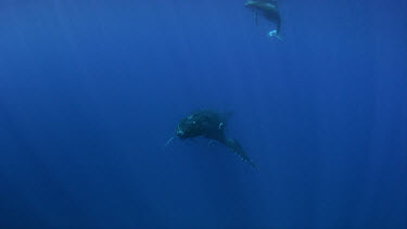 Mother and calf humpback whale in open water