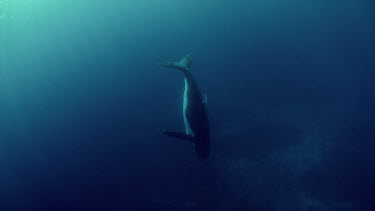 Singing Humpback Whale
