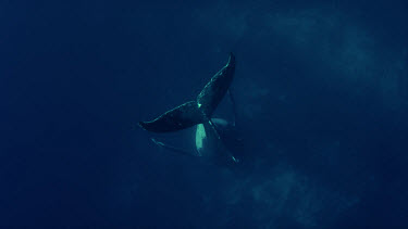 Singing Humpback Whale